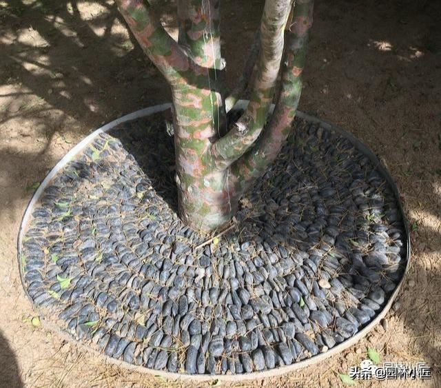 分享几种漂亮又实用的树穴处理方式，你不可错过