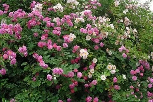最会爬墙的26种植物，花墙、花窗、花海、花门简直完美