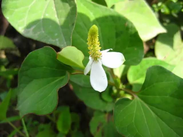景观人植物记 | 花镜的植物选择，70种常见花镜汇总