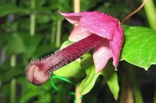 最会爬墙的26种植物，花墙、花窗、花海、花门简直完美