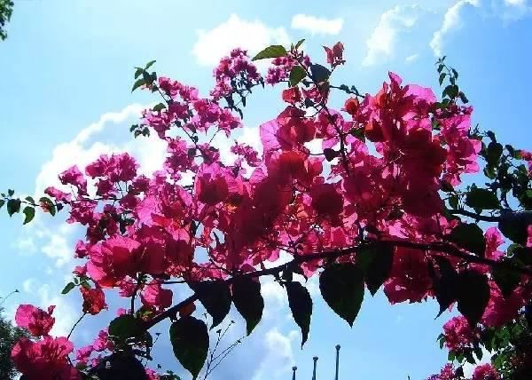 最会爬墙的26种植物，花墙、花窗、花海、花门简直完美