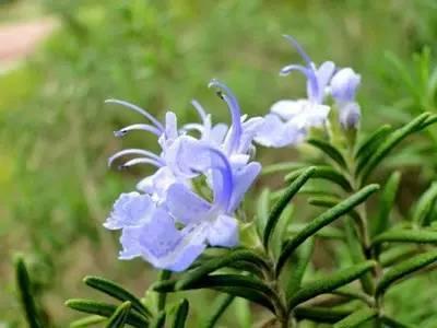 景观人植物记 | 花镜的植物选择，70种常见花镜汇总