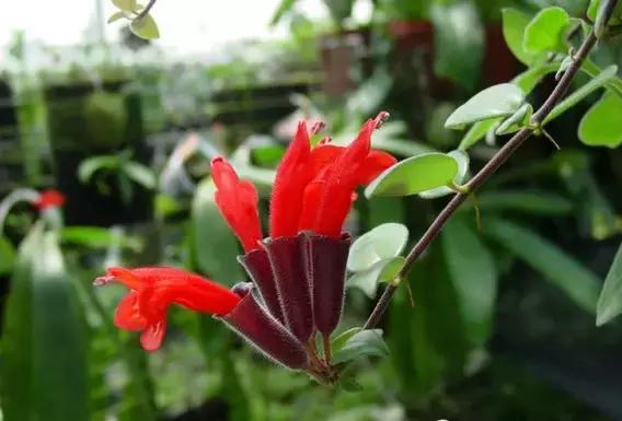 最会爬墙的26种植物，花墙、花窗、花海、花门简直完美