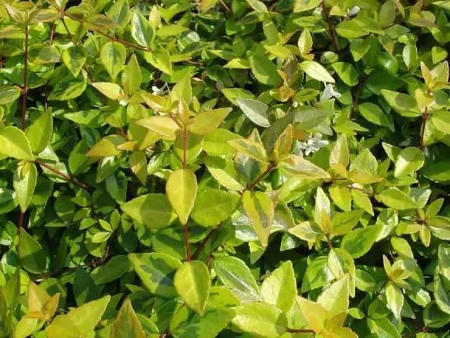 景观人植物记 | 花镜的植物选择，70种常见花镜汇总