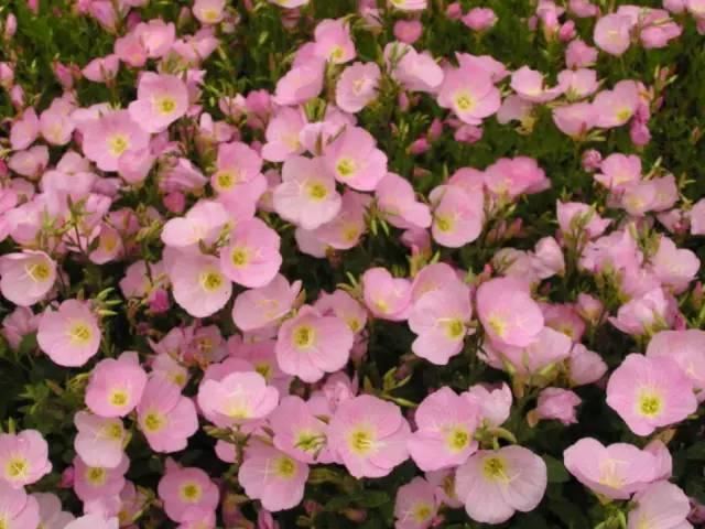 景观人植物记 | 花镜的植物选择，70种常见花镜汇总