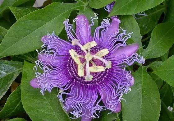 最会爬墙的26种植物，花墙、花窗、花海、花门简直完美