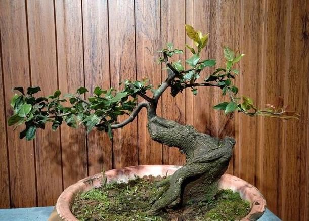 老花匠：只要能把“盆景树”养好，就算是烂陶瓷盆，看着也上档次