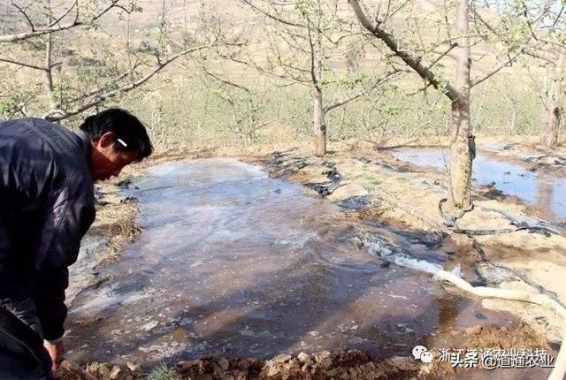 “苗木不冬灌，受冻又受旱”，这些事项你可别再“犯”了