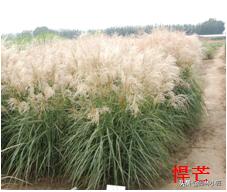 北方园林行业比较火的观赏草 | 高80-120厘米