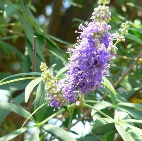 景观人植物记 | 花镜的植物选择，70种常见花镜汇总