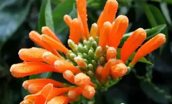 最会爬墙的26种植物，花墙、花窗、花海、花门简直完美
