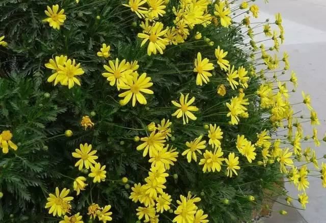 景观人植物记 | 花镜的植物选择，70种常见花镜汇总