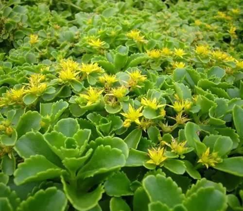 景观人植物记 | 花镜的植物选择，70种常见花镜汇总