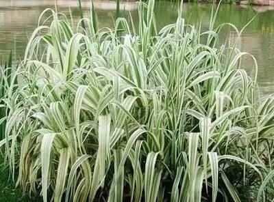 景观人植物记 | 花镜的植物选择，70种常见花镜汇总