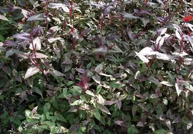 景观人植物记 | 花镜的植物选择，70种常见花镜汇总