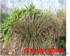 北方园林行业比较火的观赏草 | 高80-120厘米