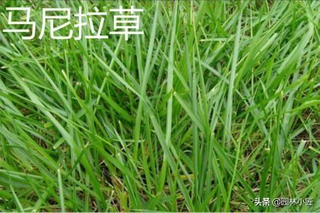 草坪常见品种——你认识几个？
