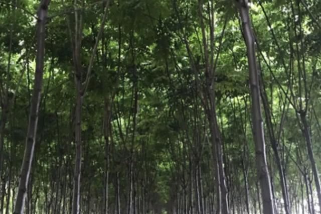 路边常见的绿化苗木