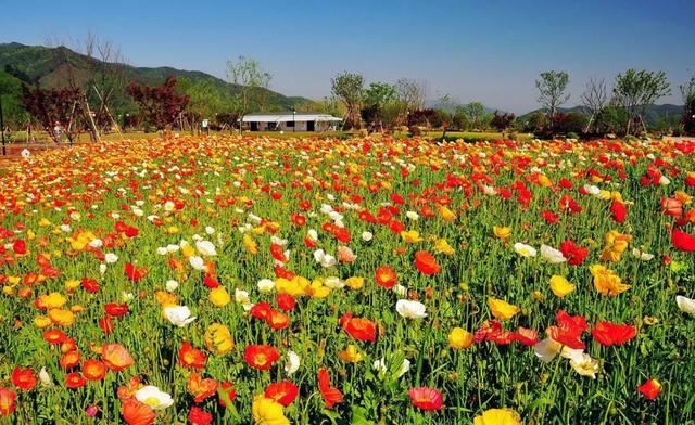 适合做花海的花卉品种