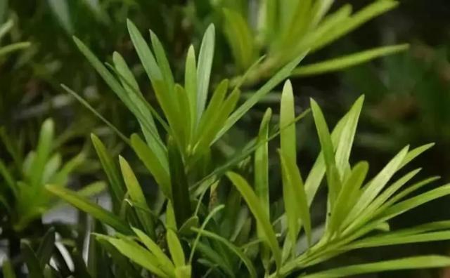快速分辨花卉是喜阴还是喜阳植物，实用技巧