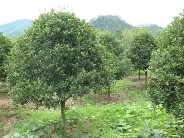这么贵的苗木，为何仍然被抢购一空？