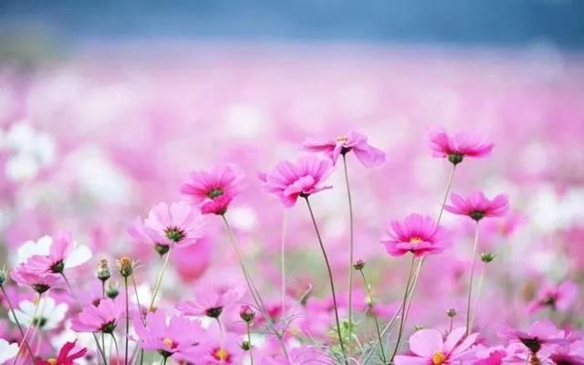 适合做花海的花卉品种
