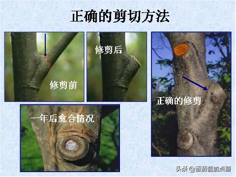 园林植物整形修剪技术规范