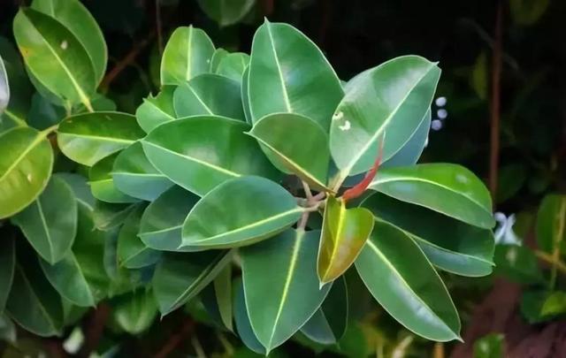 快速分辨花卉是喜阴还是喜阳植物，实用技巧