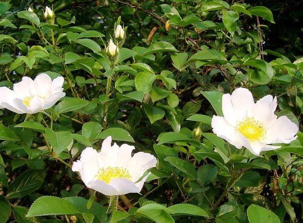 野生蔷薇种子处理、播种育苗及苗期管理