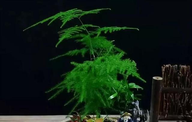 快速分辨花卉是喜阴还是喜阳植物，实用技巧