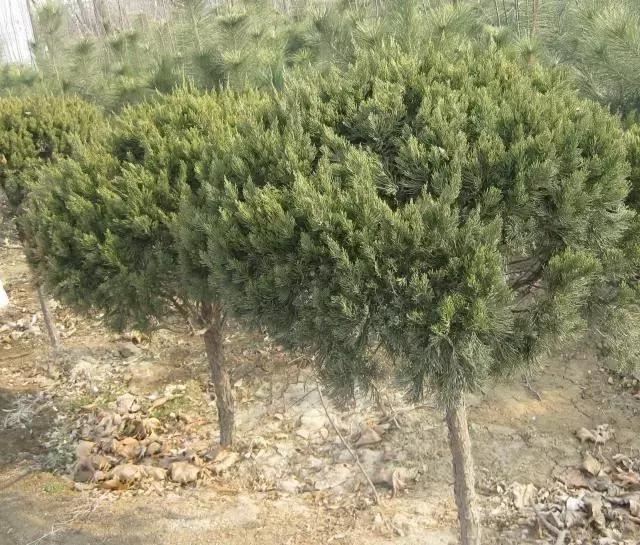这么贵的苗木，为何仍然被抢购一空？