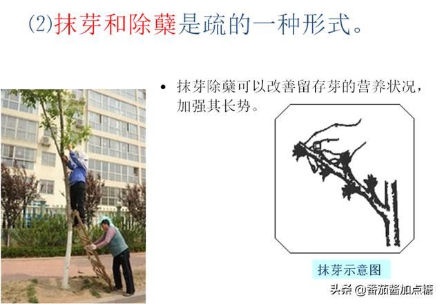 园林植物整形修剪技术规范