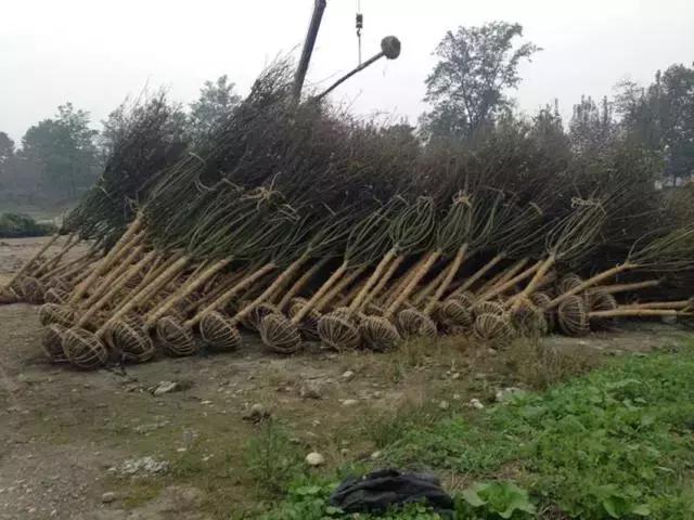 这么贵的苗木，为何仍然被抢购一空？