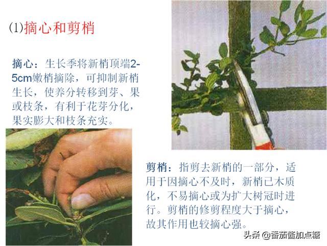 园林植物整形修剪技术规范