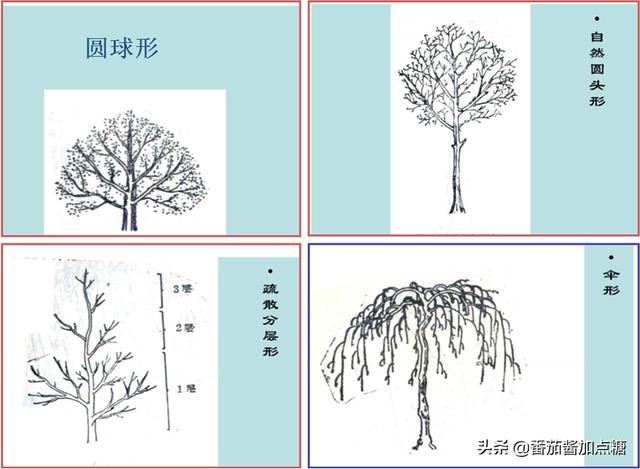 园林植物整形修剪技术规范