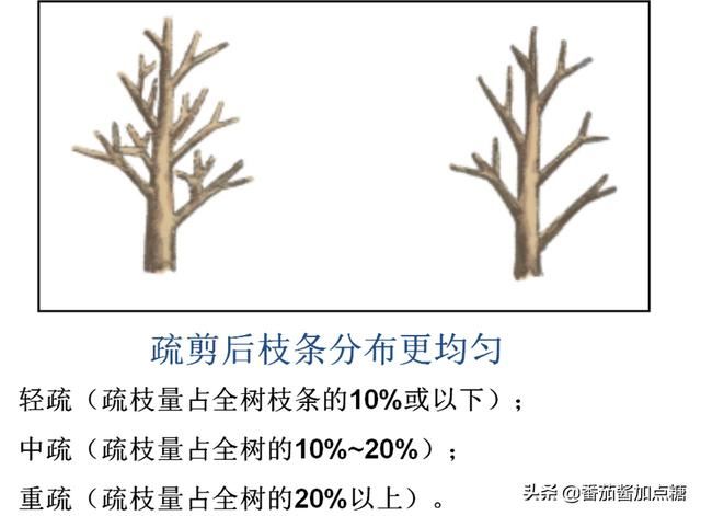 园林植物整形修剪技术规范