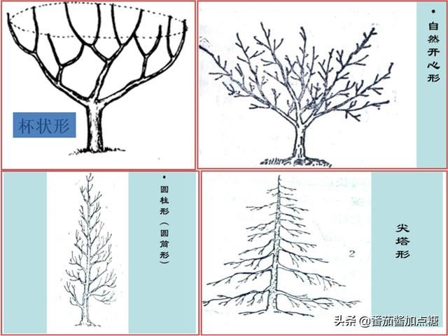 园林植物整形修剪技术规范