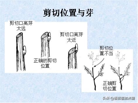 园林植物整形修剪技术规范