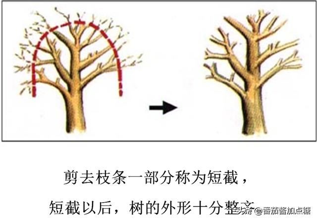 园林植物整形修剪技术规范
