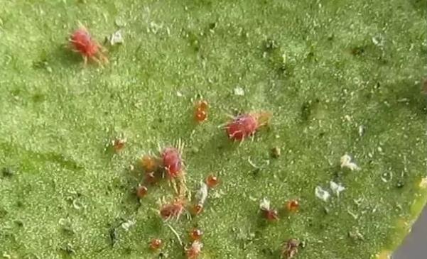 树木常见越冬虫害防治技术！