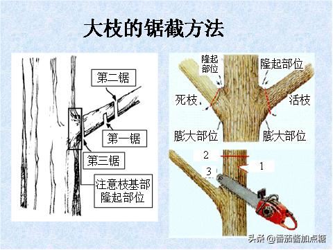 园林植物整形修剪技术规范