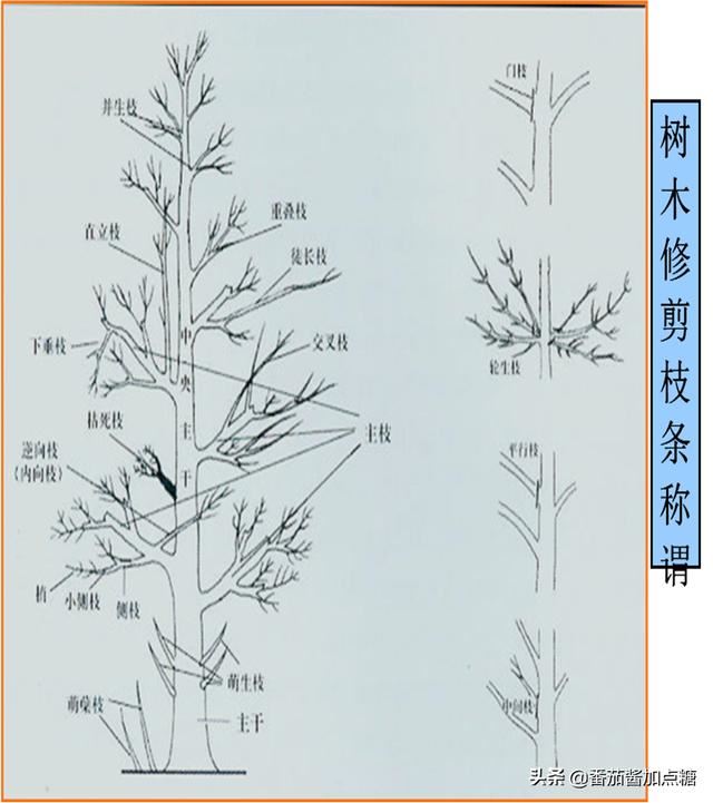 园林植物整形修剪技术规范