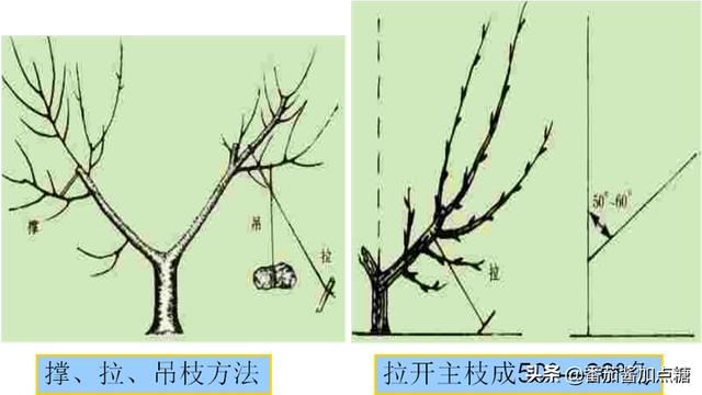 园林植物整形修剪技术规范