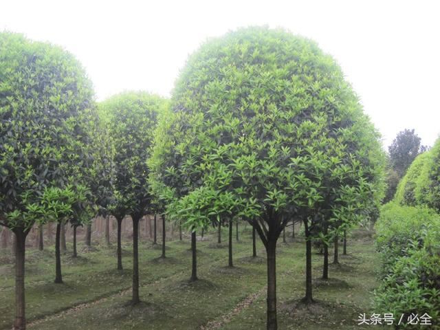 什么是好的苗木标准？