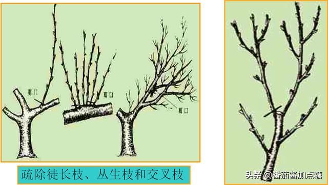 园林植物整形修剪技术规范