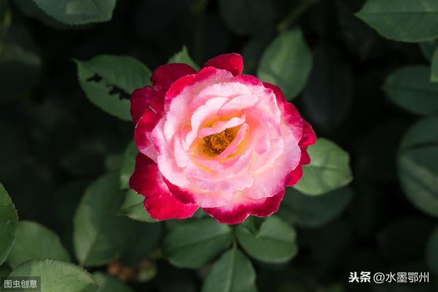 串叶松香草栽培技术
