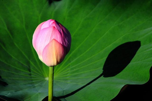 花卉不同时期的养护方法