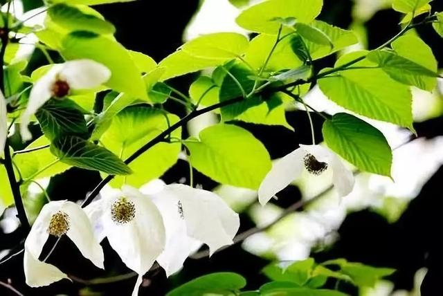 高端苗木为何高端