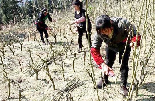 桑树春伐采收有何特点？冬季重剪需要注意哪些问题？看完你就懂了