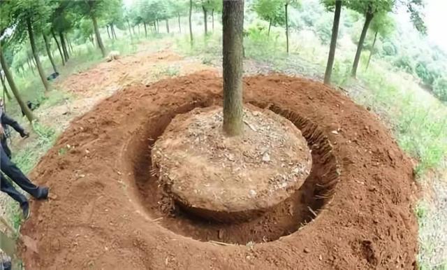 苗木移植的最佳时机，现在知道还不算太晚（建议收藏）